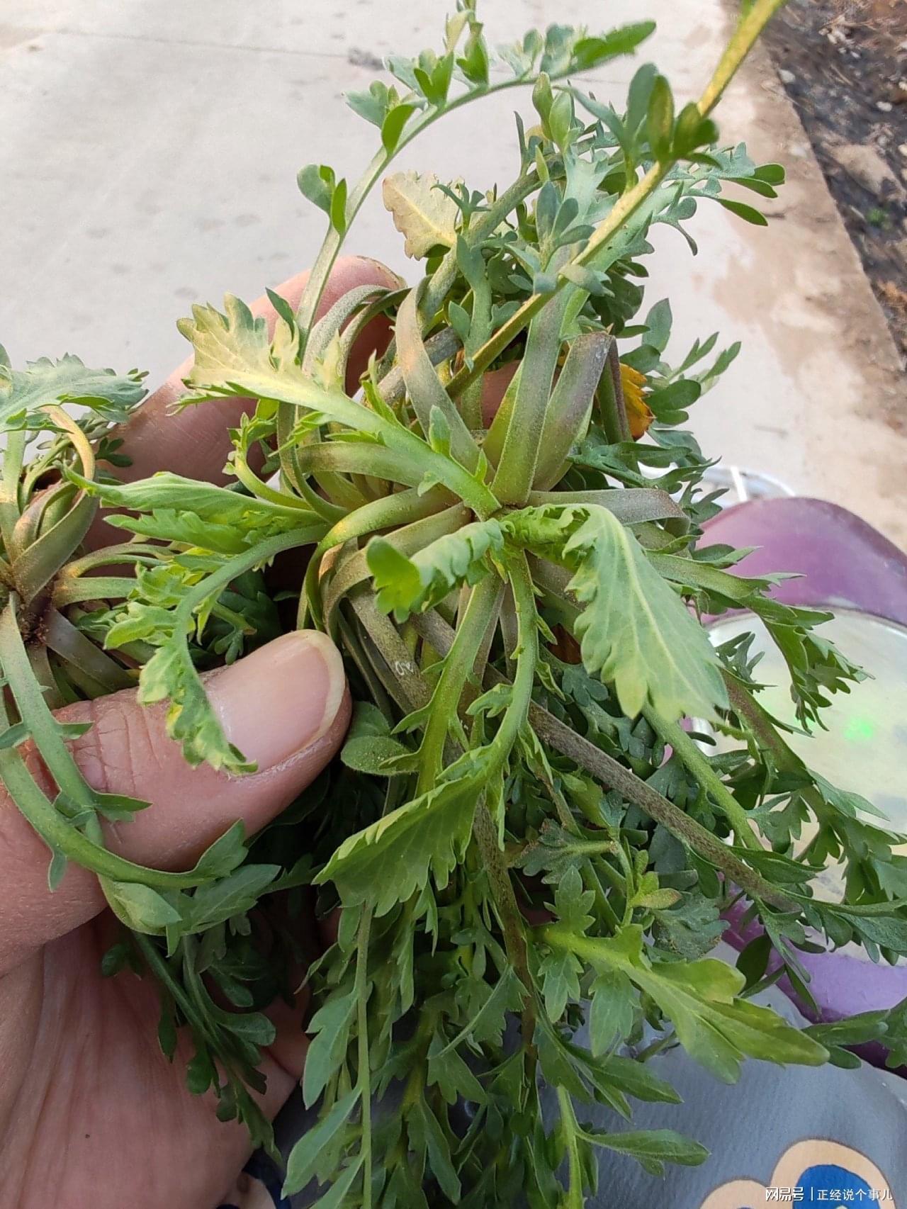 开云体育官方网站-黄金价格跌破1000元！看来这茬儿韭菜，是到收割的时候了？